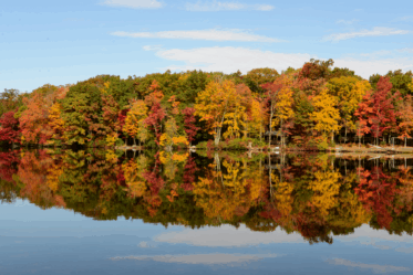 Personality Change Autumn trees
